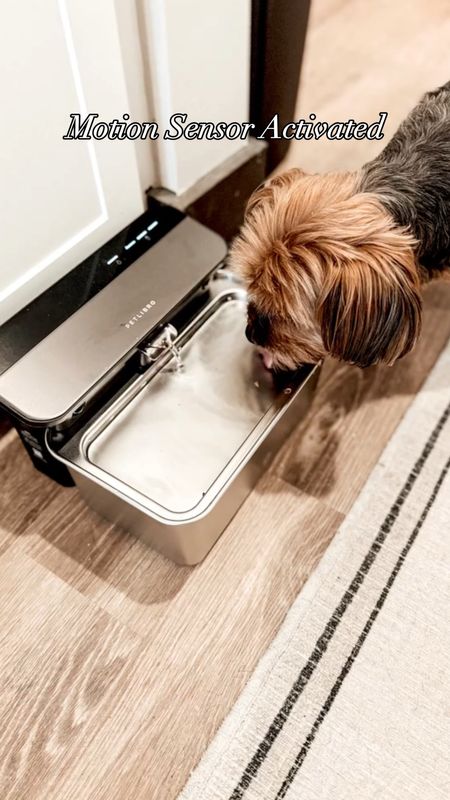 Glacier Ultrafiltration Stainless Steel Pet Water Fountain. Amazon Finds. Dog Water Fountain. #ltkpet

#LTKfindsunder100 #LTKVideo #LTKhome