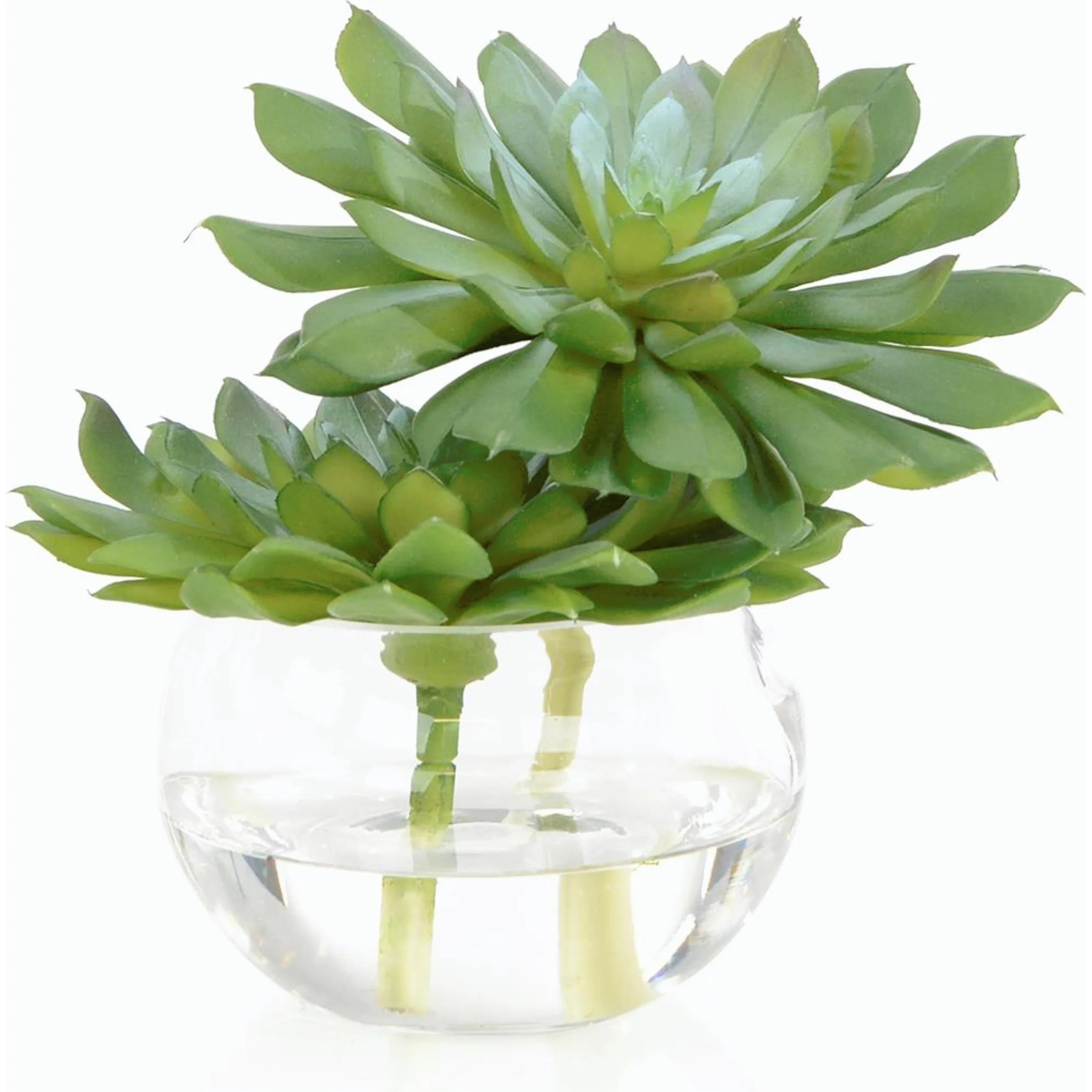 Double Succulent | Layla Grayce