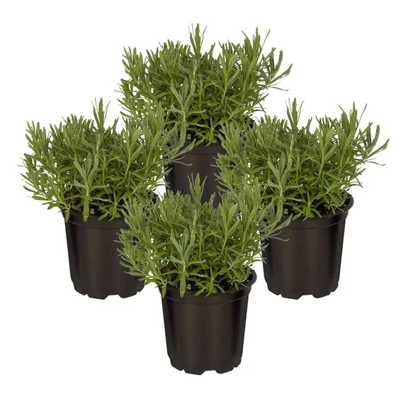 Live Aromatic and Edible Herb - Lavender (4 Per Pack), Natural Sleep Enhancer, 6" Tall by 4" Wide... | Walmart (US)