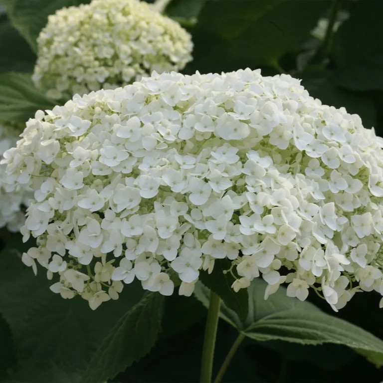 Proven Winners ColorChoice Incrediball Hydrangea Live Shrub (5 Gallon) | Walmart (US)