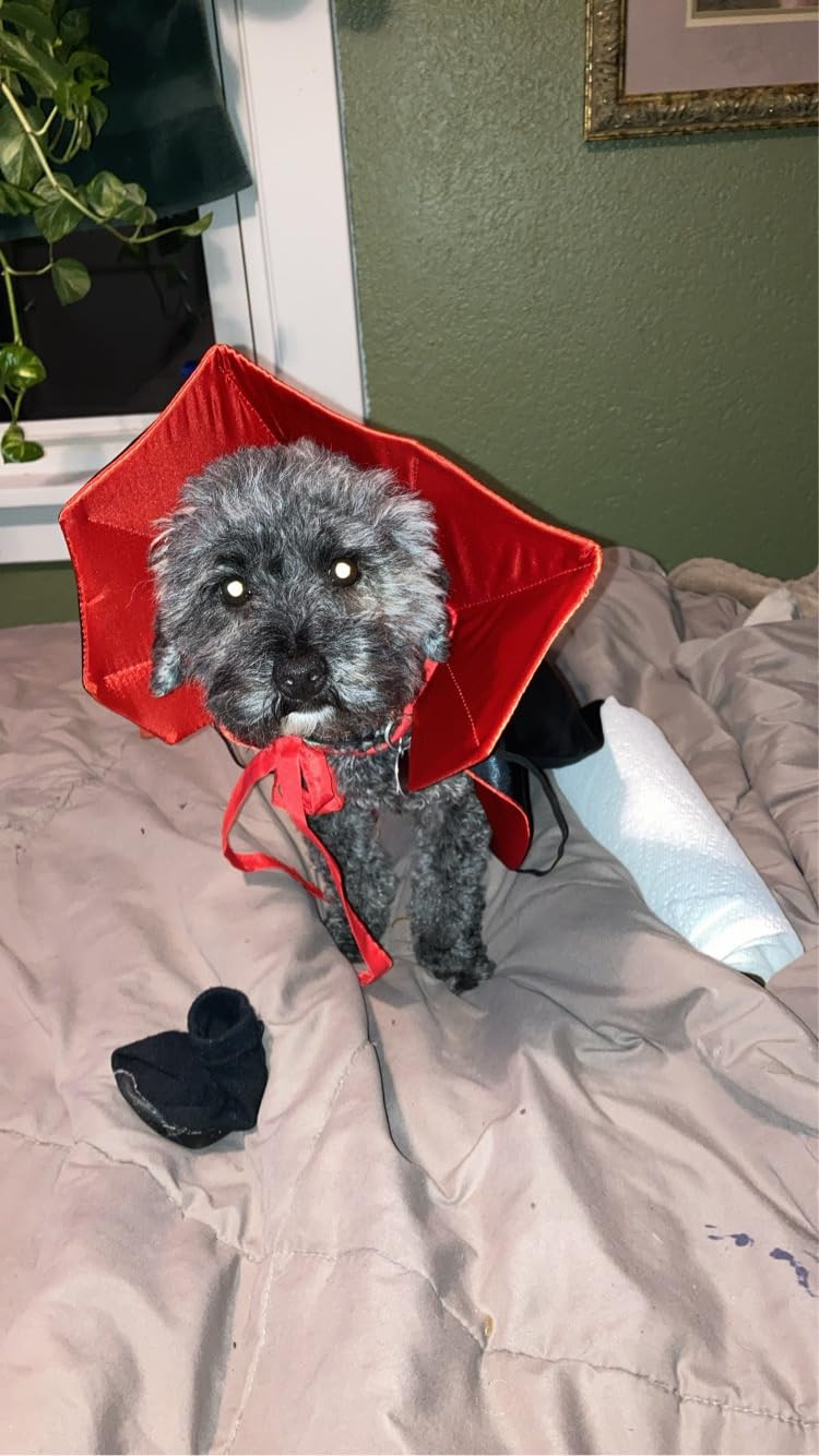 Dog Cat Vampire Cloak Costume for Small Medium Large Dogs Cats, Halloween Dog Costumes Cat Vampir... | Amazon (US)