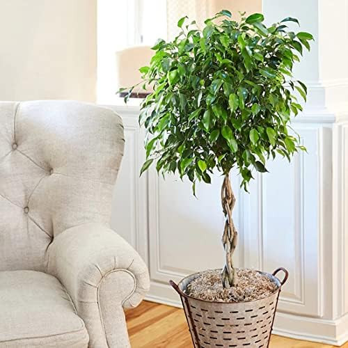 Brighter Blooms - Benjamina Ficus Tree - Unique Potted Tree, Perfect as a Patio Plant or Indoor T... | Amazon (US)