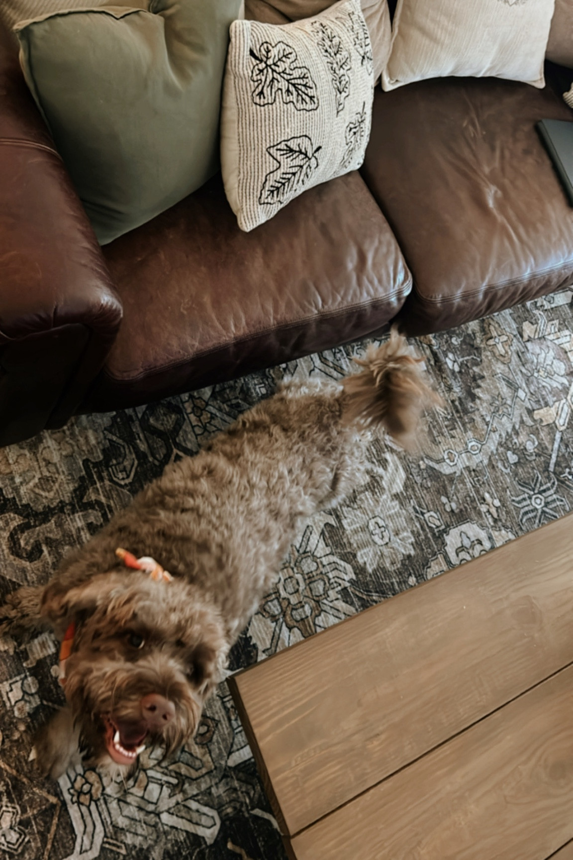 Washable 8x10 Amazon rug under $115 !!!

#LTKHome #LTKFamily