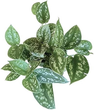 Hopewind Plants Shop- Silver Satin Pothos, Scindapsus pictus 'Argyraeus' Popular and Attractive h... | Amazon (US)