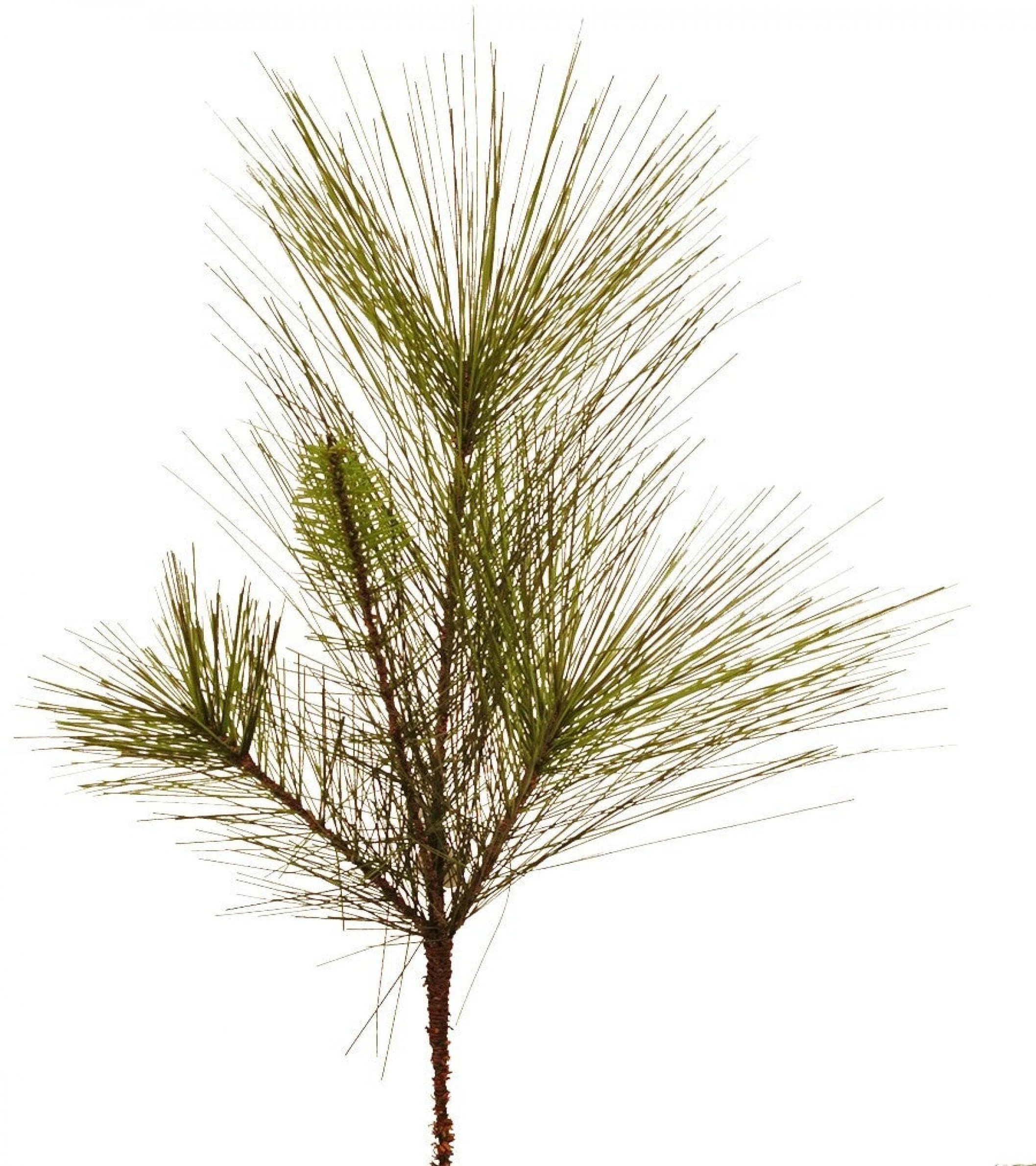 Canton Pine Branch Pick Faux Plants And Trees | Wayfair North America