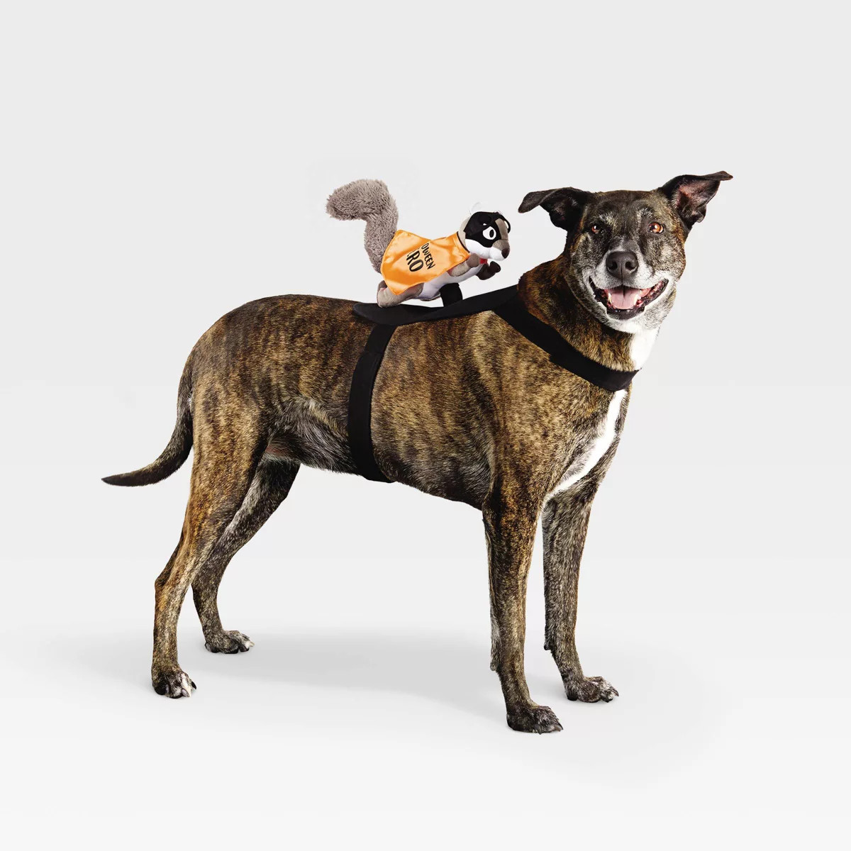 Rider Wings Halloween Superhero Squirrel Cat and Dog Costume - Hyde & EEK! Boutique™ | Target
