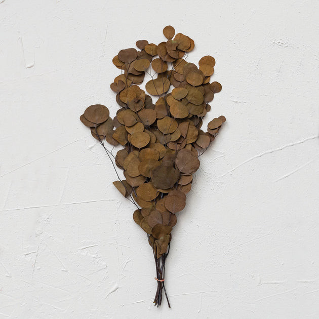Dried Dark Eucalyptus | Nigh Road