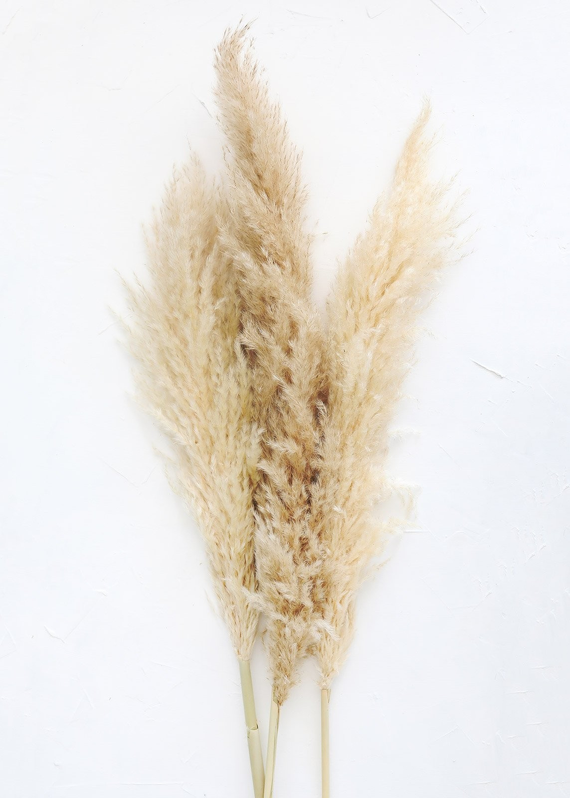 Pack of 3 - Natural Tan Pampas Grass - 40-48" Tall | Afloral (US)