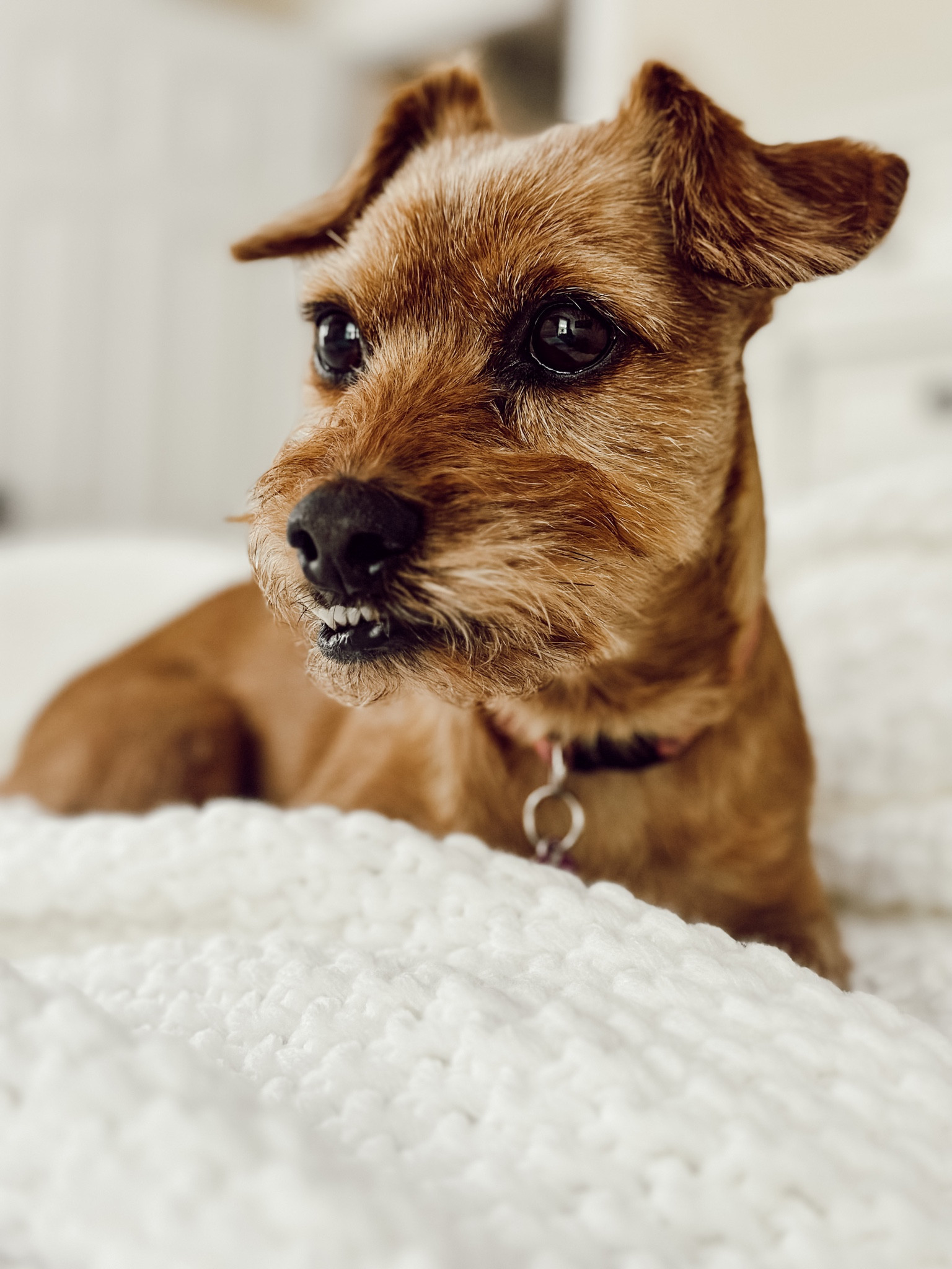 Eleanor is enjoying this cozy knit bed blanket.

#LTKhome #LTKFind #LTKunder100