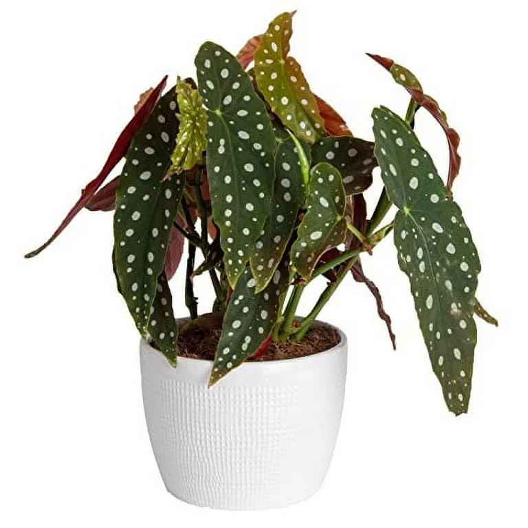 Live Indoor Begonia Maculata Plant, 14-Inch Tall, White D&eacute;cor Pot, Clean Air Plants, Easy ... | Walmart (US)