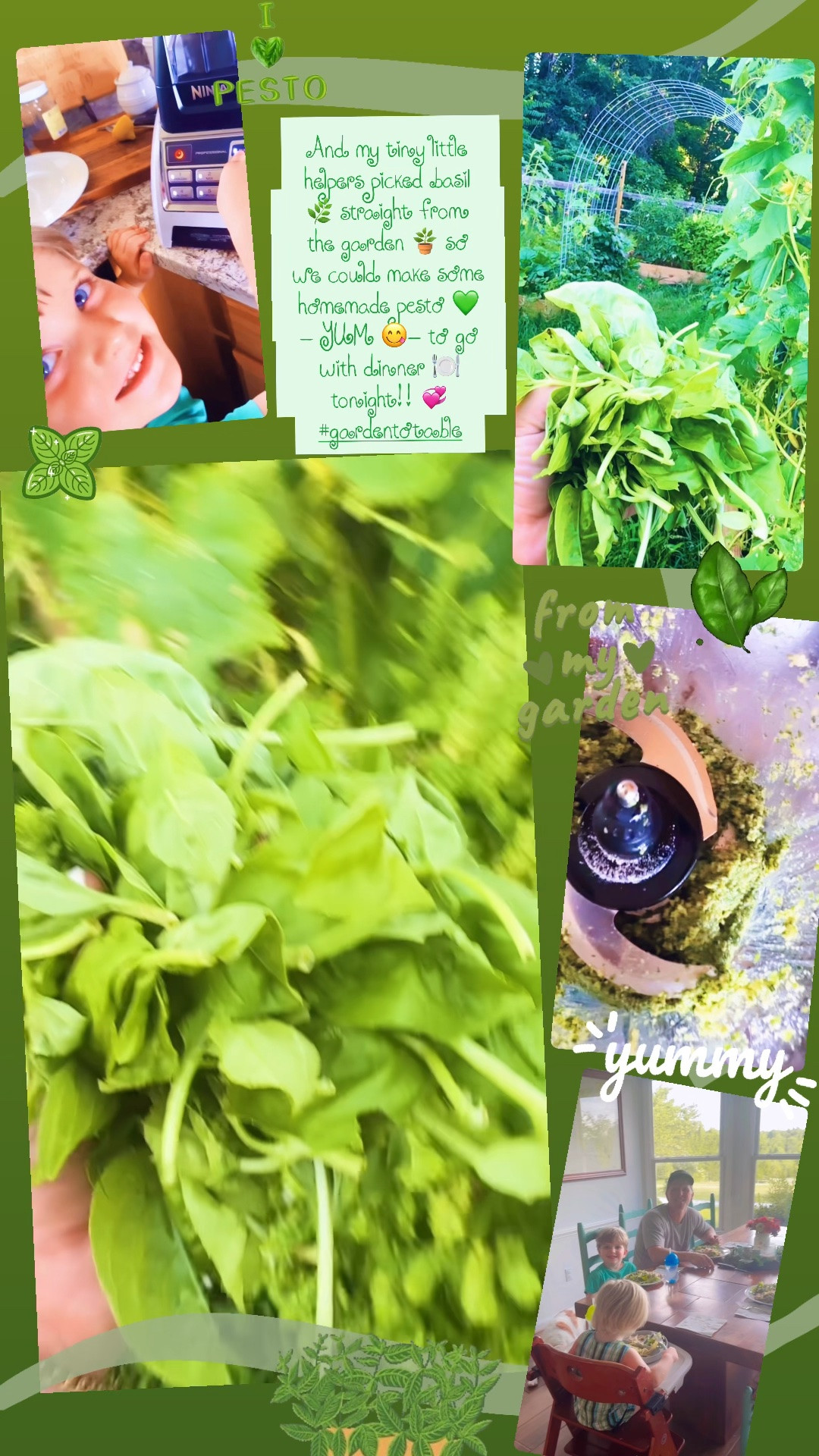 And my tiny little helpers picked basil 🌿 straight from the garden 🪴 so we could make some homemade pesto 💚 - YUM 😋- to go with dinner 🍽️ tonight!! 💞 #gardentotable