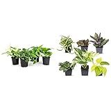 Live Pothos Plants Indoor Plants Live Houseplants & Easy to Grow Houseplants, Live House Plants in P | Amazon (US)