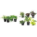 Live Pothos Plants Indoor Plants Live Houseplants & Easy to Grow Houseplants, Live House Plants in P | Amazon (US)
