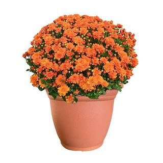 ENCORE AZALEA 11.5 in. Chrysanthemum (Mum) Plant in a Decorative Pot with Orange Flowers | The Home Depot