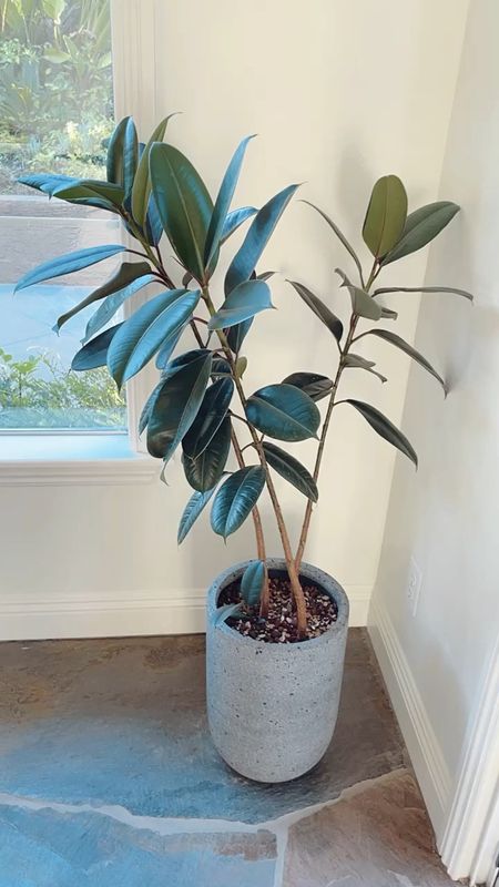 All weather planter comes in a variety of sizes at Rejuvenation. 

#planter #indooroutdoor #ltkhome #indoorplant #indoortree #rubberplant #rubbertree