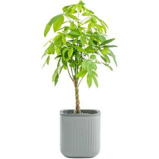 Self Watering Plastic Pots Planters with Water Gauge for Effortless Indoor Plants Fog Gray | The Home Depot