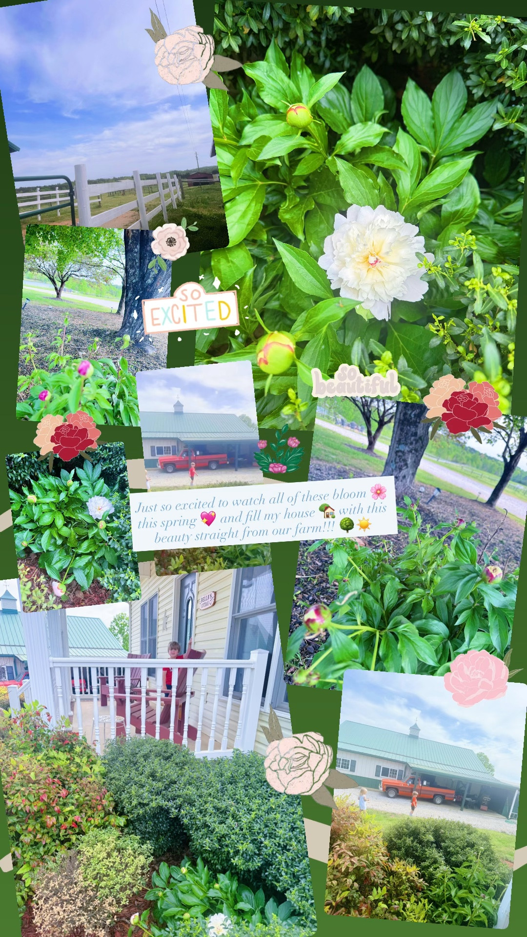 Just so excited to watch all of these bloom 🌸 this spring 💖 and fill my house 🏡 with this beauty straight from our farm!!! 🌳☀️