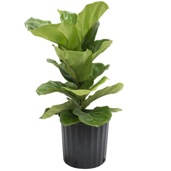 Live Fiddle Leaf Fig Plant in Nursery Pot | Wayfair Professional