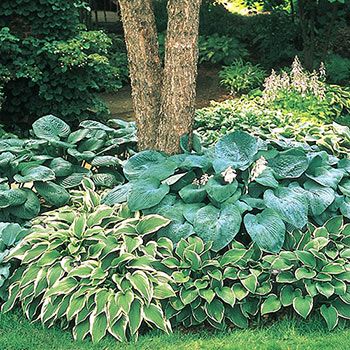 Shop Hosta Mixture Super Sak | Breck's | Brecks