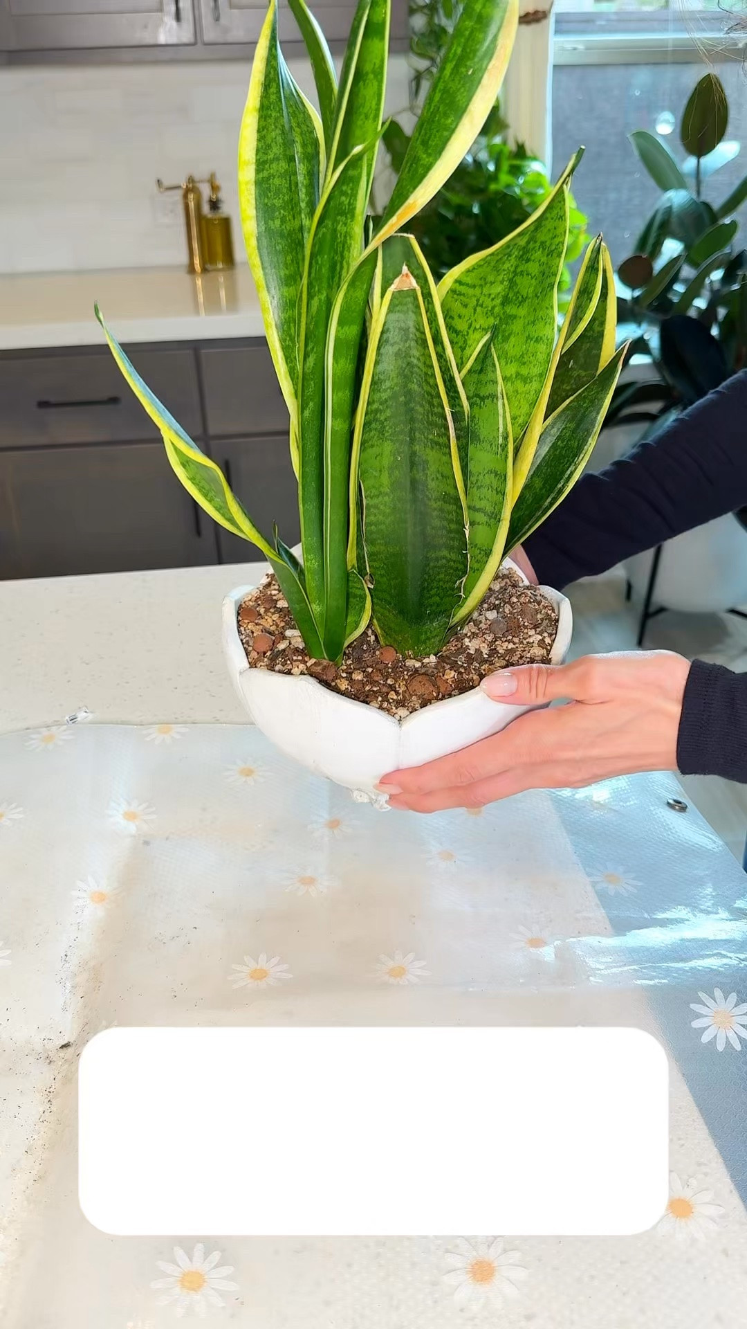 If you’ve ever tried propagating a snake plant from a cutting, this is SO much easier. 

Snake plants naturally grow pups from underground rhizomes, so once a pup has its own roots, you can separate it and pot it up. No cutting leaves and waiting forever for roots to develop.

When I repot, I add these two for a strong start and to support the roots as they settle into their new pots.

snake plant pups | snake plant propagation | divide snake plant | snake plant care | repotting snake plants | easy plant propagation | houseplant care

#LTKOver40 #LTKHome #LTKdayinmylife