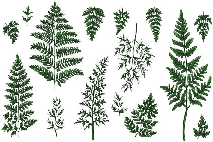 Brand: SanerLian | Amazon (US)