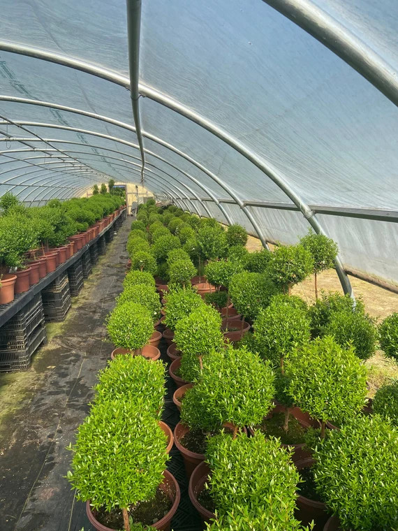 Myrtle topiary 8" pot 20"-24" height | Etsy (US)