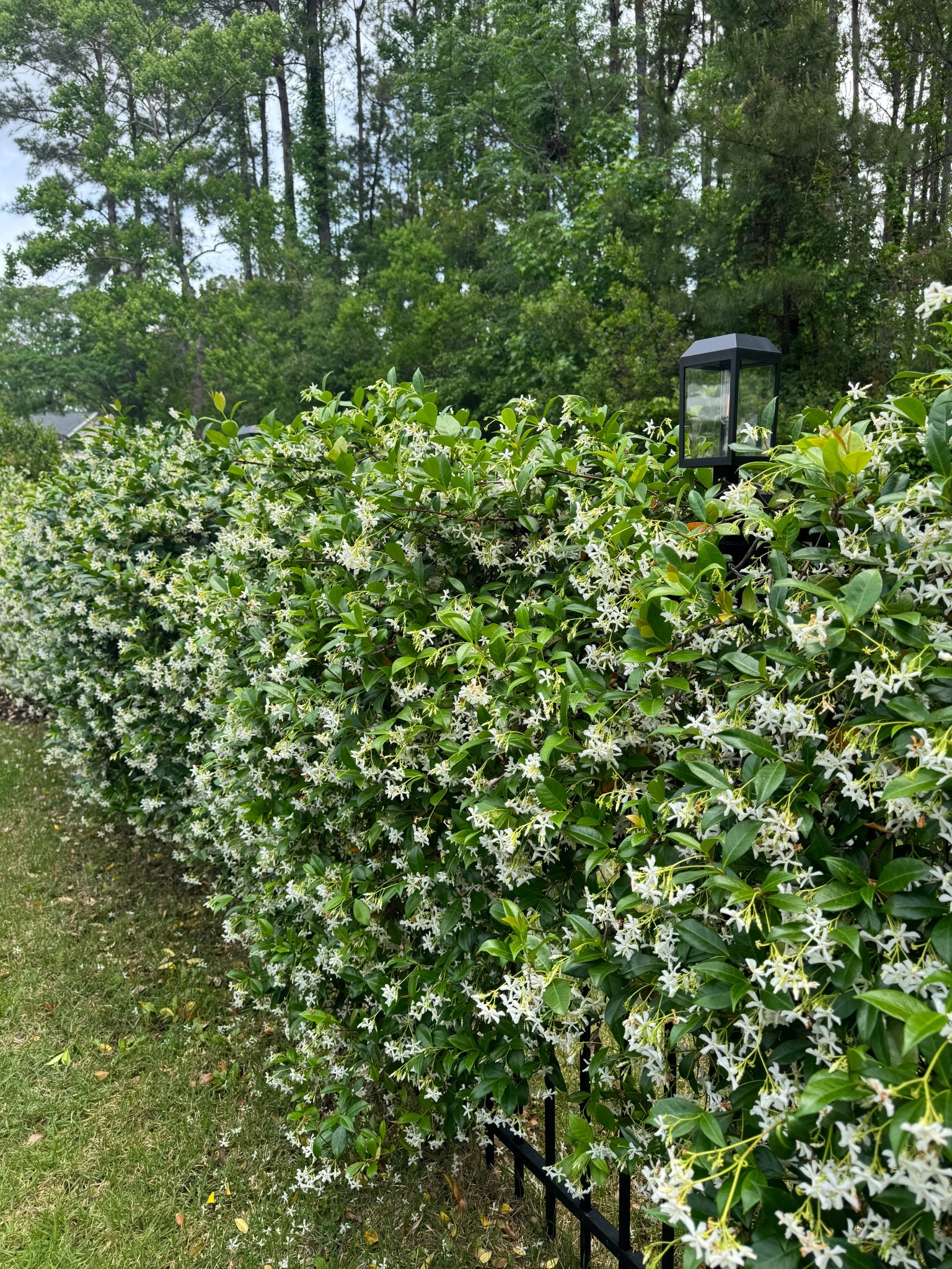 Solar carriage lights for privacy fencing. Compliments our star Jasmine beautifully. 
