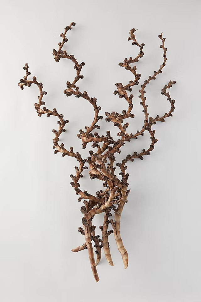 Twisted Ladder Branch | Anthropologie (US)