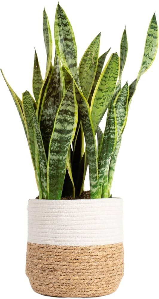 Costa Farms Live Snake Plant, Sansevieria, Easy Care House Plant in Modern Decor Pot, Houseplant ... | Amazon (US)