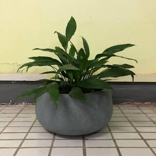 Medium 15.7 in. x 15.7 in. x 7.9 in. Cement Color Lightweight Concrete Modern Low Bowl Planter | The Home Depot