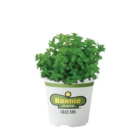 Bonnie Plants Lemon Balm (Live Plant) | Walmart (US)