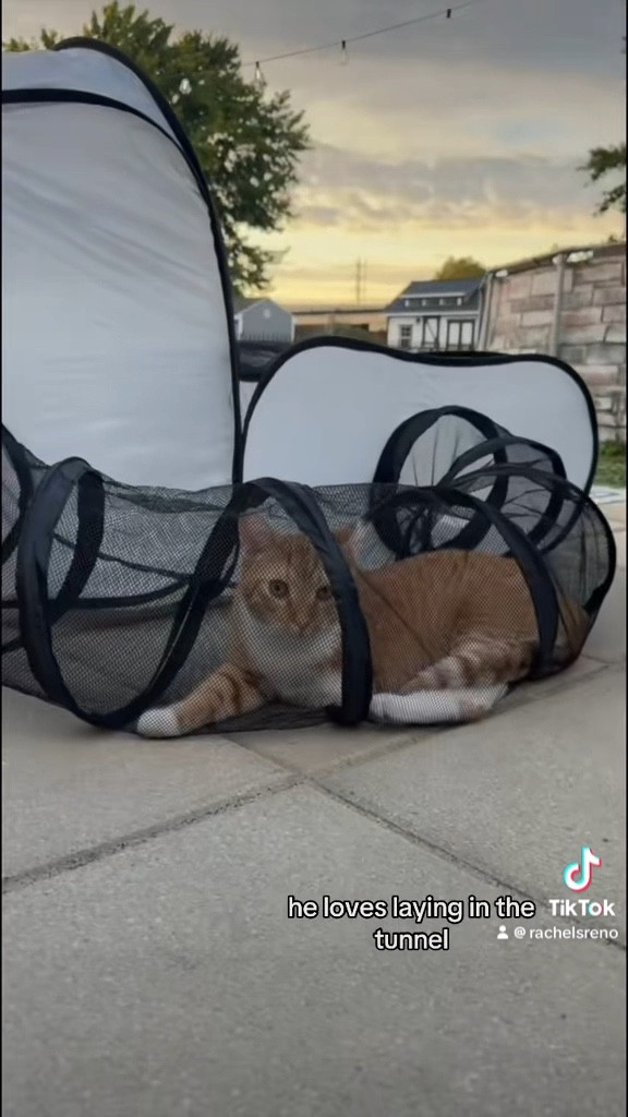 “My cat’s new favorite spot! This cat tent is the perfect way for him to enjoy the outdoors safely while still staying cozy and protected. 🐾🌿 #CatTent #OutdoorCat #CatLovers #CatAdventure #PetTent #CozyAndSafe #OutdoorPlay #FelineFun #CatComfort #PetOutdoorGear #HappyCat #SafeOutdoorFun #CatsOfInstagram #PetTentLife #AdventureCat #CatCave #OutdoorCats #CatLife #PetLovers #CozyCat #NatureLover”

#LTKCyberWeek #LTKGiftGuide