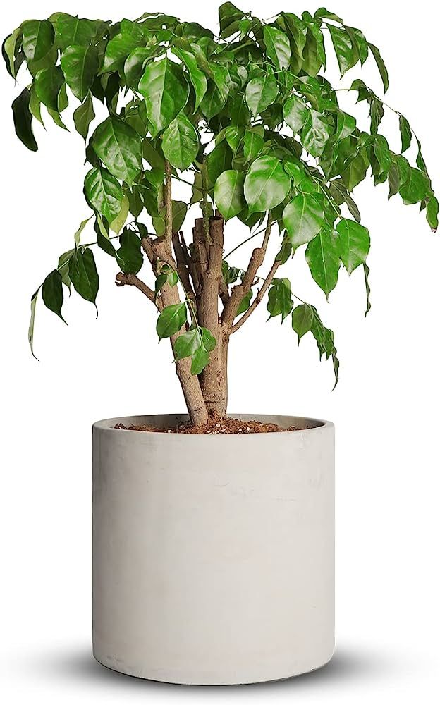 Mozing Cement Plant Pots Indoor - 14 inch Concrete Planter Pot for Planting - Modern Stone Clay F... | Amazon (US)
