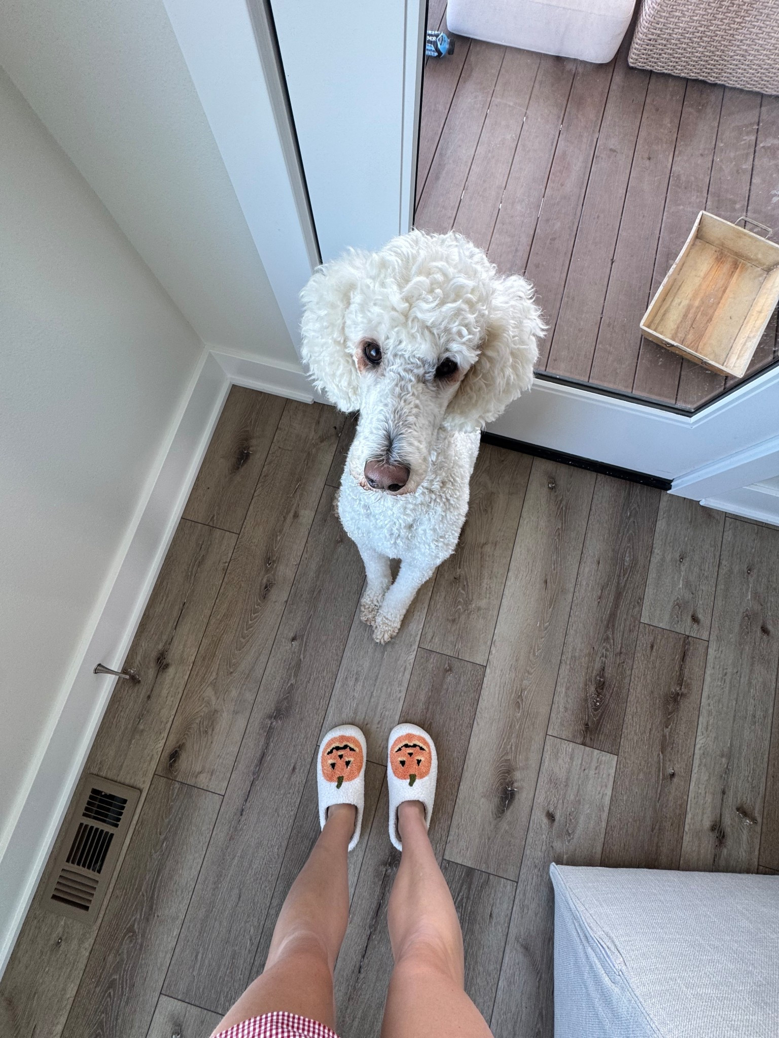 Tis the season for festive slippers 🎃