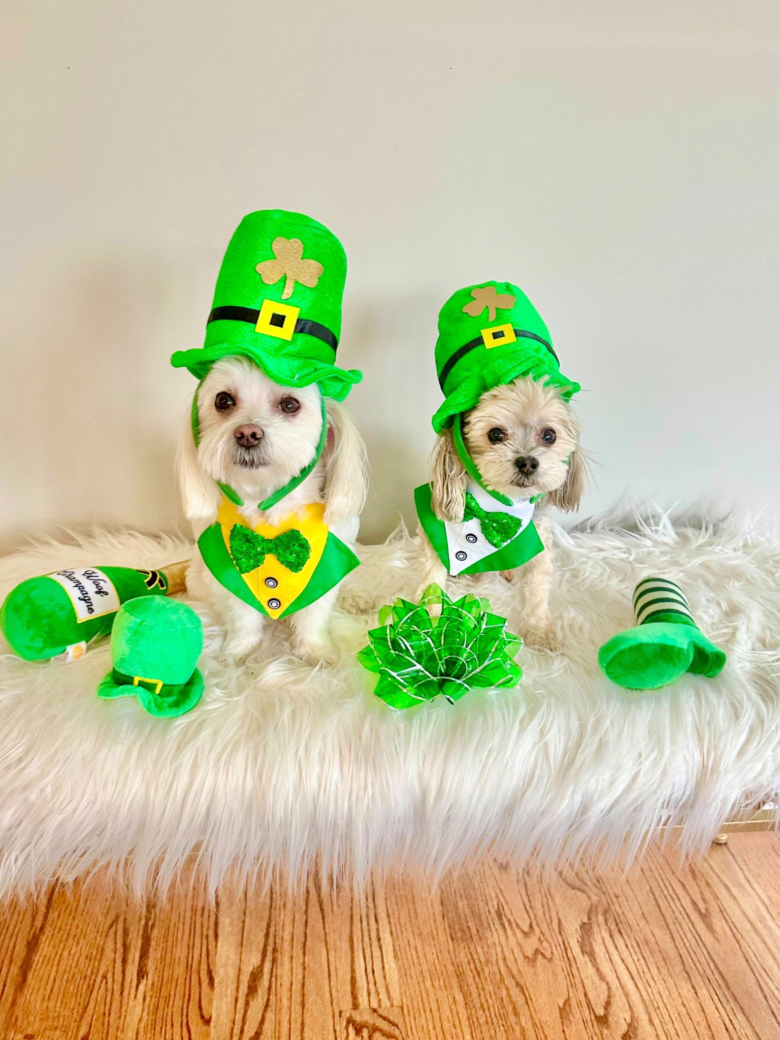 St Pawtrick cuties 🍀

#LTKSeasonal