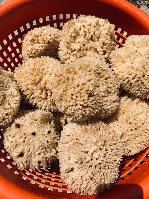 Natural Wool Sea Sponge 4"5"6"7"8" Perfect for Bathing Various Sizes | Etsy (US)
