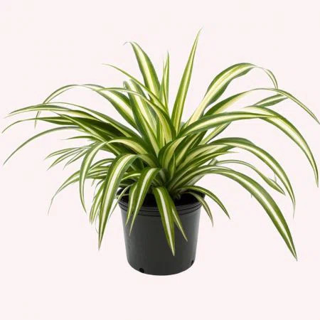 American Plant Exchange Live Spider Low Maintenance Plant in Pot | Wayfair North America