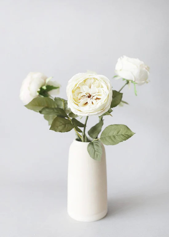 Eggshell Cream English Cabbage Rose - 25" | Afloral
