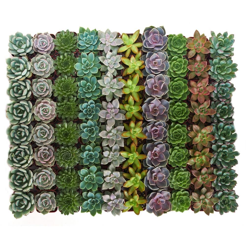 Shop Succulents 2 in. Rosette Succulent (Collection of 32) | The Home Depot