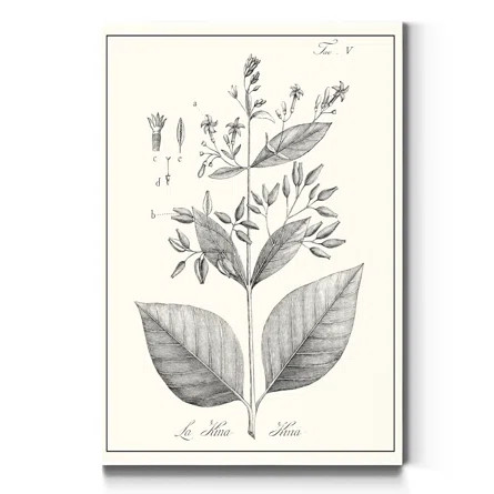 'Antique Black and White Botanical' - Wrapped Canvas Painting Print | Wayfair Professional