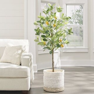 Lemon Tree | Grandin Road