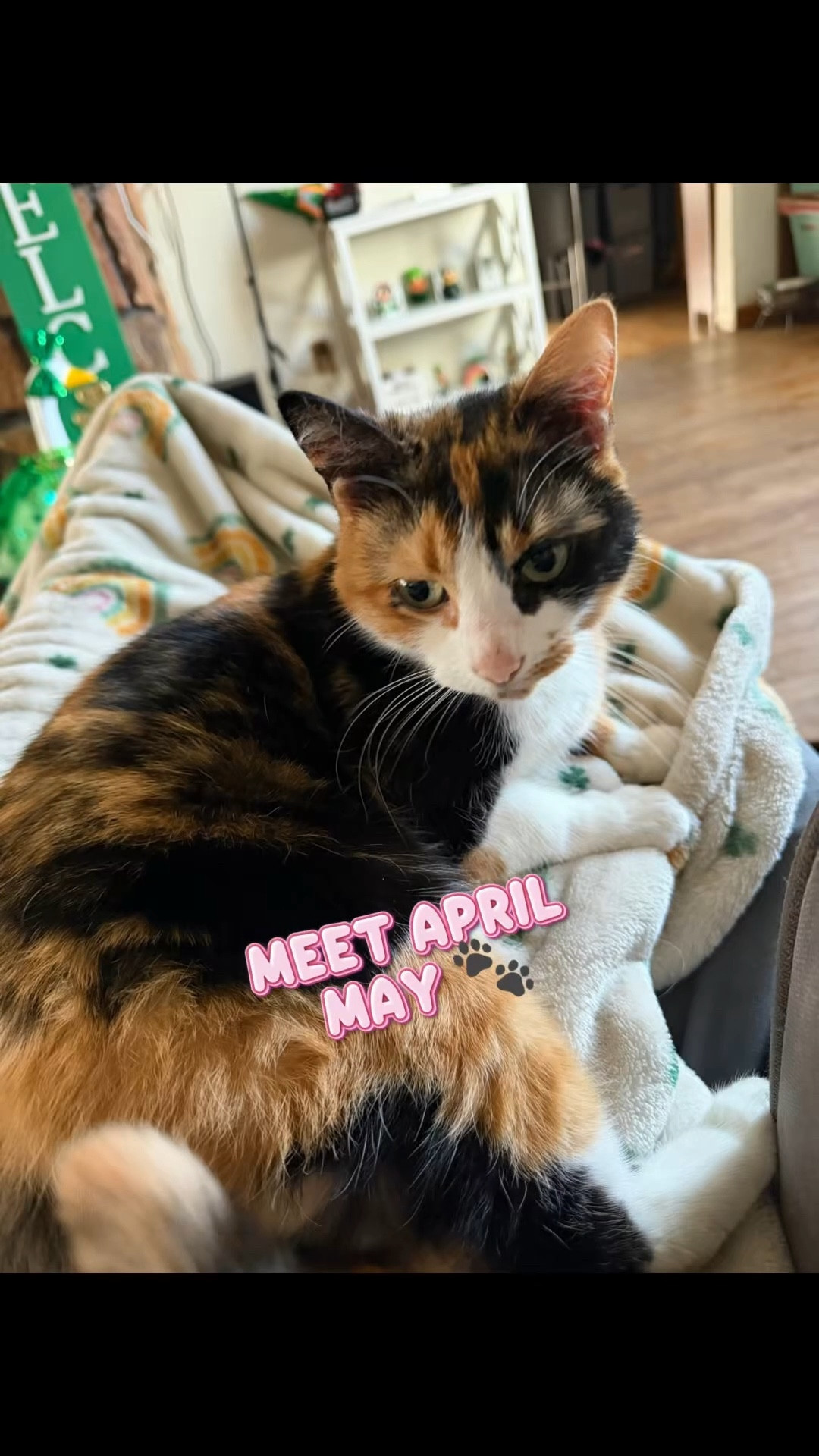 Meet April May 🐾

Our oldest girl and the biggest cuddle bug in the house. If there’s a blanket, she’s on it… and if there’s a toy, she’s playing with it.

Sharing a few of April’s favorite finds that she actually uses and loves.

#LTKstorytime #LTKdayinmylife #LTKvlog