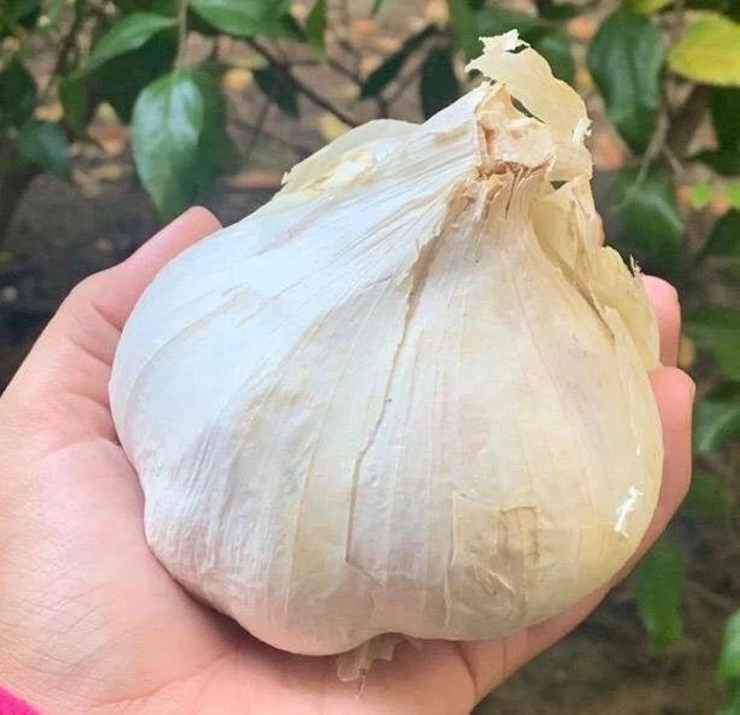 Elephant Garlic 2 Huge bulbs Fresh for Planting Eating size 0.10 - 0.15 OZ | Etsy (US)