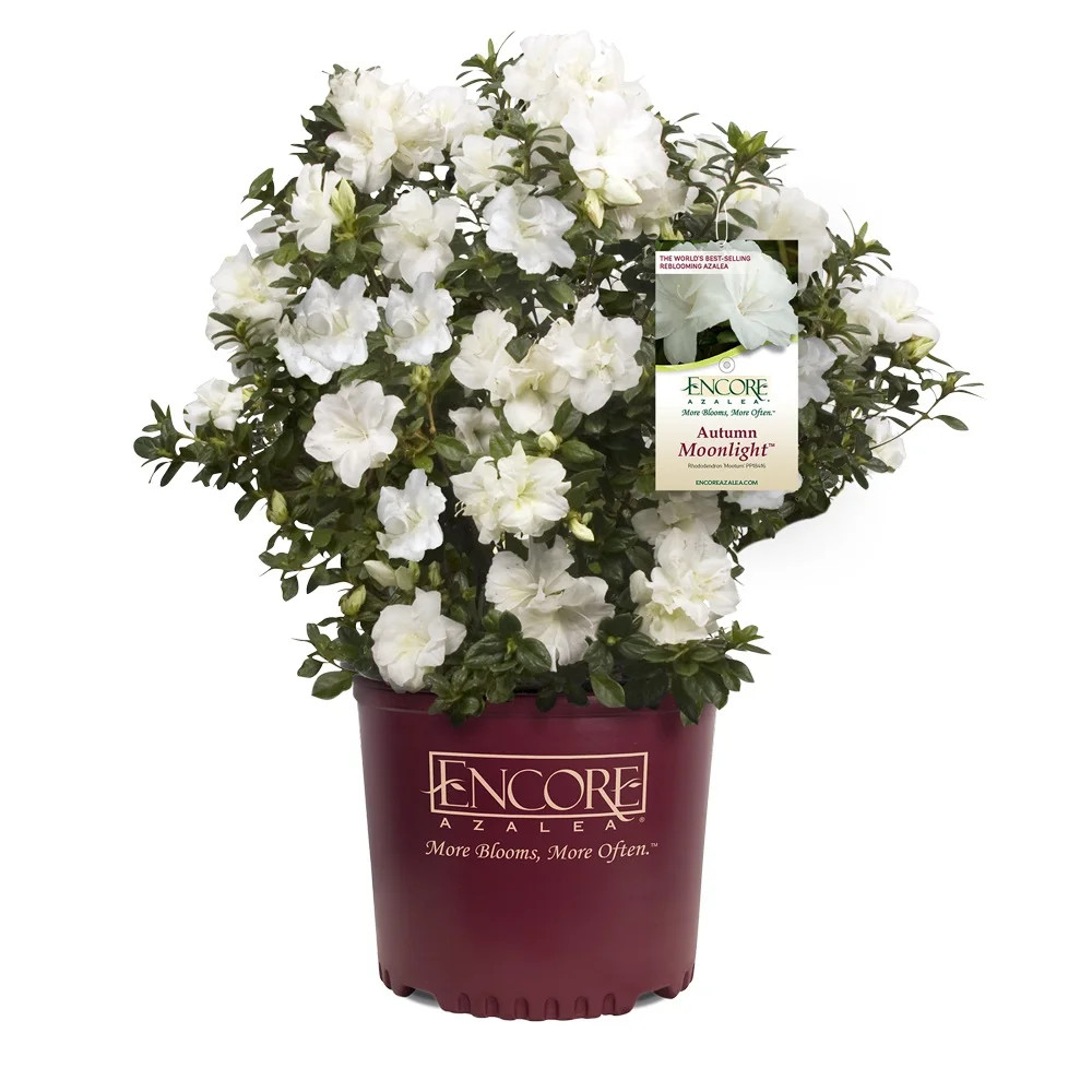 Encore Azalea Autumn Moonlight (1 Gallon) White Flowering Shrub - Full Sun Live Outdoor Plant | Walmart (US)
