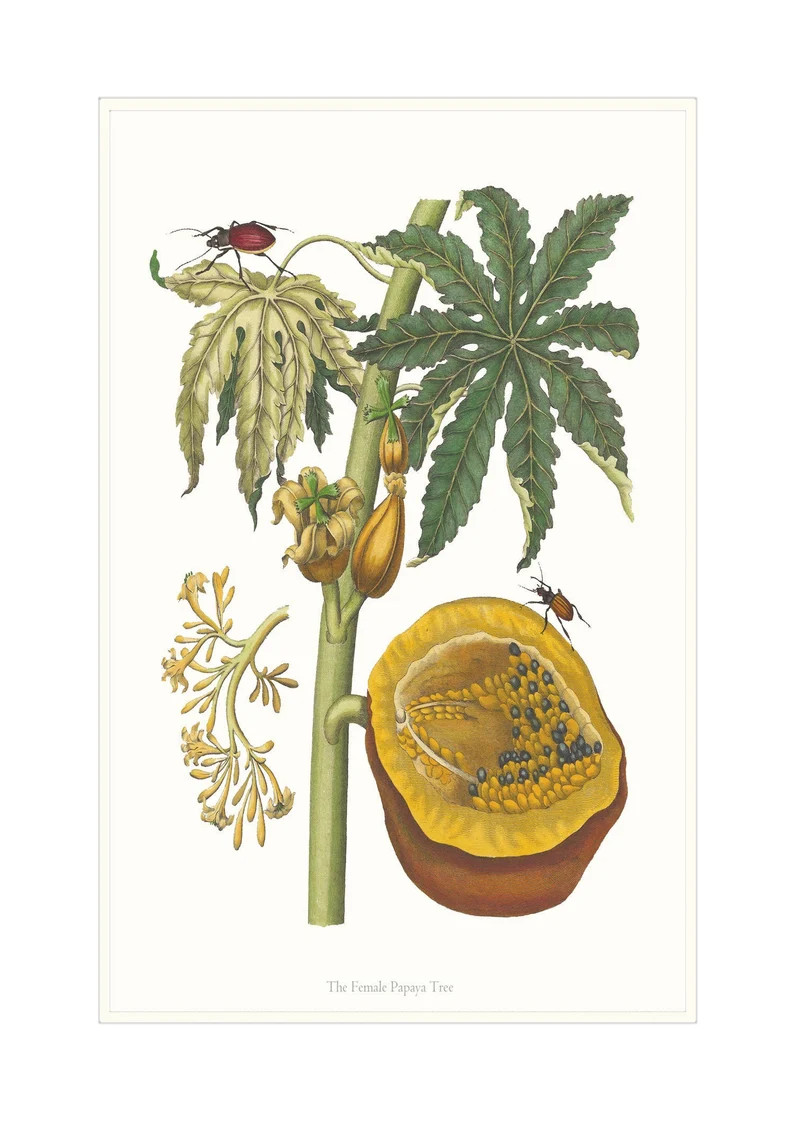 Botanical Papaya Fruit Art Print, Decorative Tropical Fruit Giclée Print, Showing the Papaya Fru... | Etsy (US)