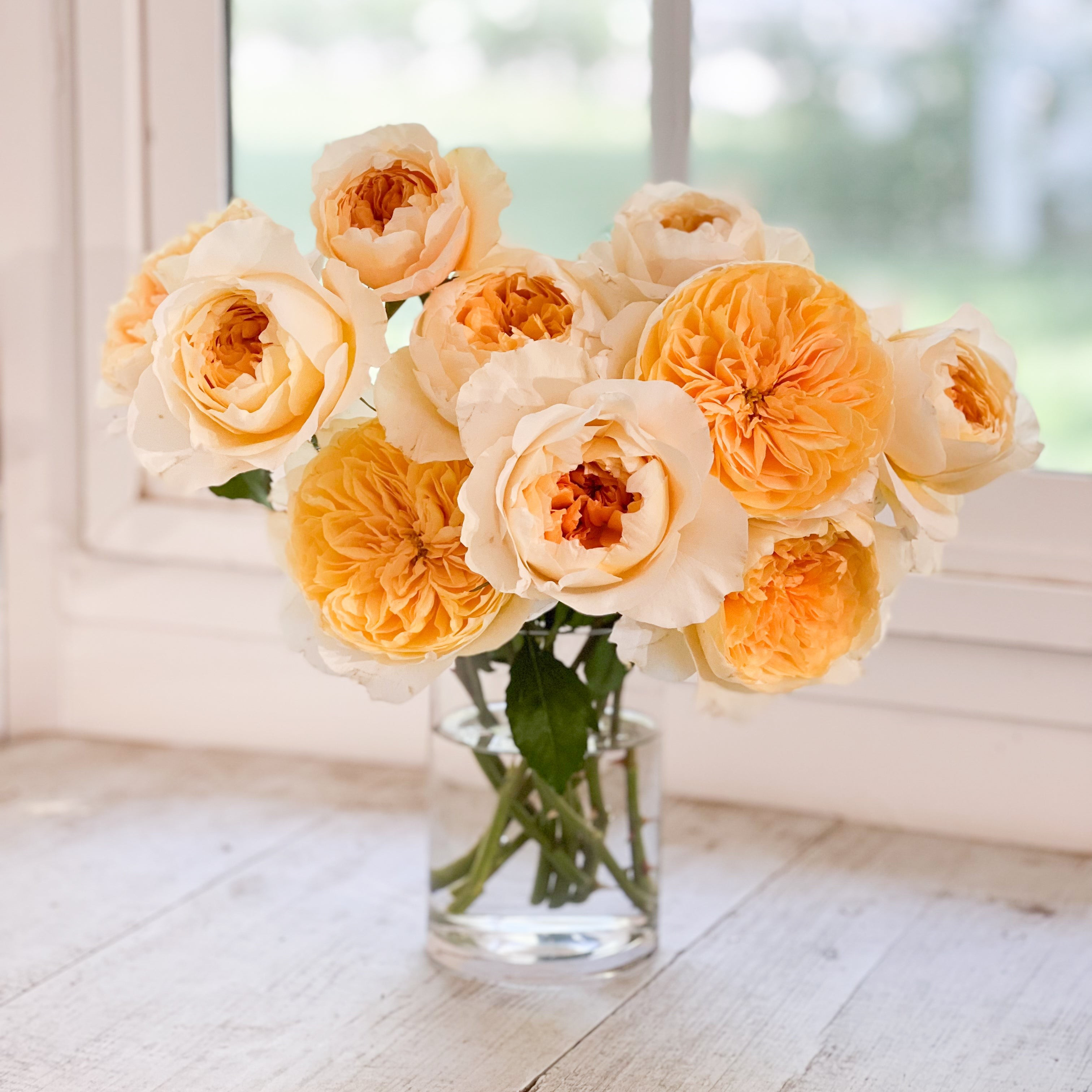 Effie | grace rose farm