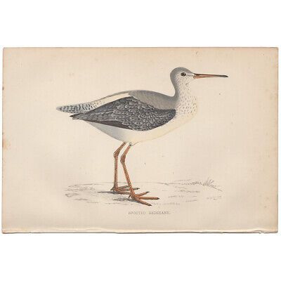 Morris Birds antique 1863 hand-colored engraving print Pl 216 Spotted Redshank  | eBay | eBay US
