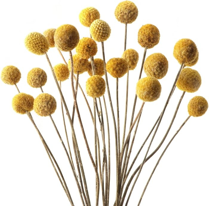 Billy Balls 20 PCS Golden Ball Flower Bouquet - Dried Craspedia Globosa for DIY Crafts, Wreaths, ... | Amazon (US)