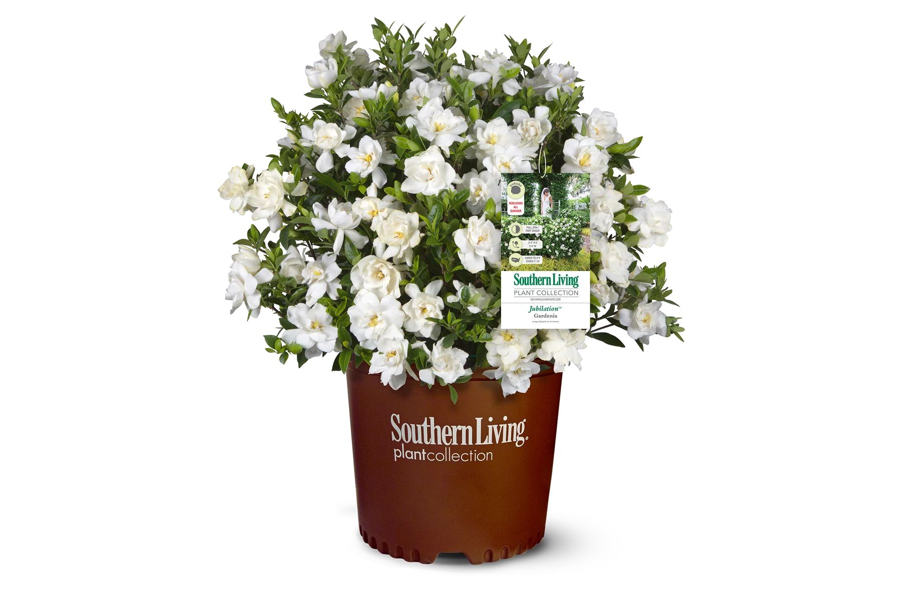Southern Living 1Gal White Gardenia Live Shrub Grower Pot Sun | Walmart (US)