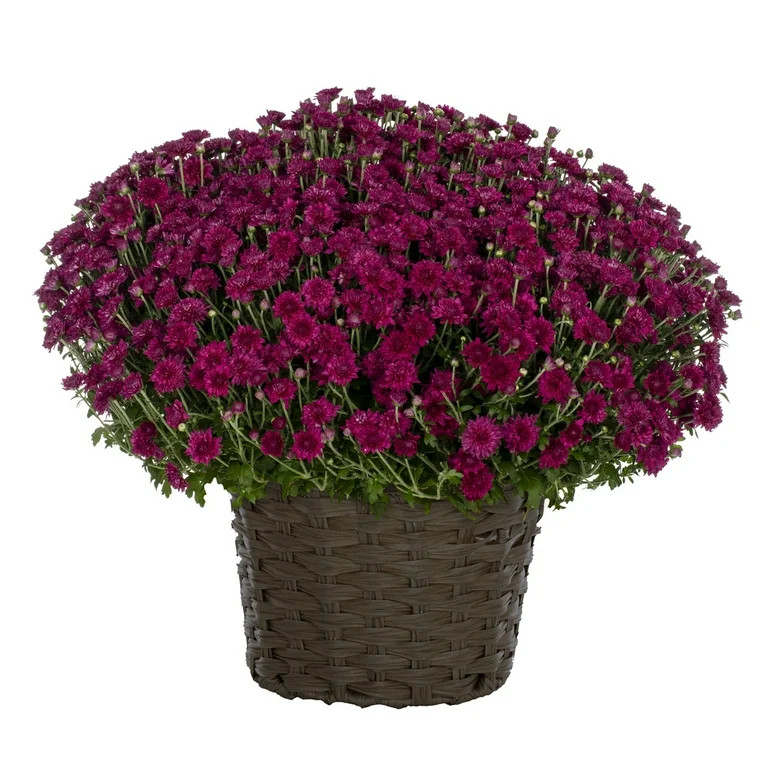 Better Homes & Gardens 2.5Gal Pink Garden Chrysanthemum Plant Decorative Basket Sun | Walmart (US)